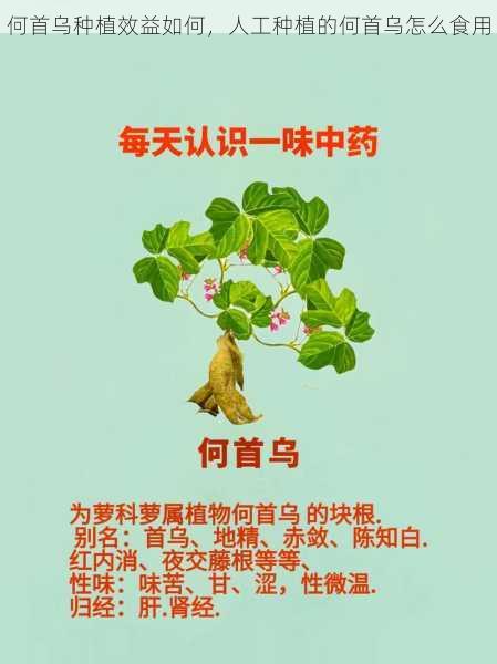 何首乌种植效益如何,人工种植的何首乌怎么食用第2张-蔬菜基地绿色种植产业带 何首乌种植效益如何,人工种植的何首乌怎么食用