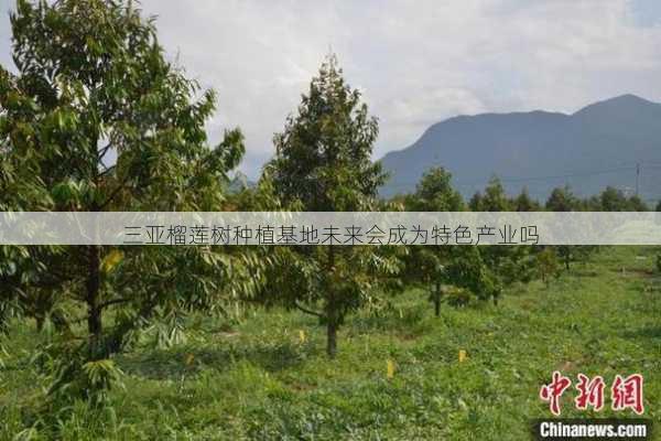 三亚榴莲树种植基地未来会成为特色产业吗第1张-蔬菜基地绿色种植产业带 三亚榴莲树种植基地未来会成为特色产业吗