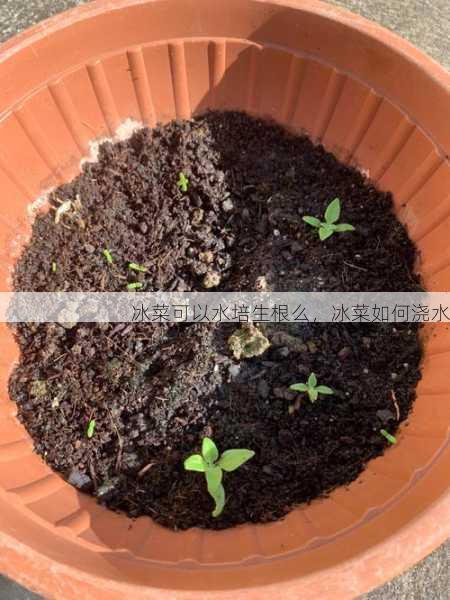 冰菜可以水培生根么,冰菜如何浇水第1张-蔬菜基地绿色种植产业带 冰菜可以水培生根么,冰菜如何浇水