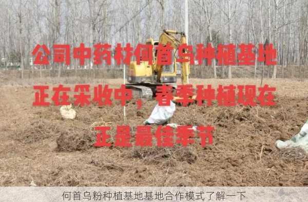何首乌粉种植基地基地合作模式了解一下第2张-蔬菜基地绿色种植产业带 何首乌粉种植基地基地合作模式了解一下