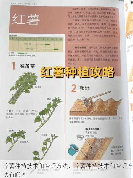 凉薯种植技术和管理方法，凉薯种植技术和管理方法有哪些第1张-蔬菜基地绿色种植产业带