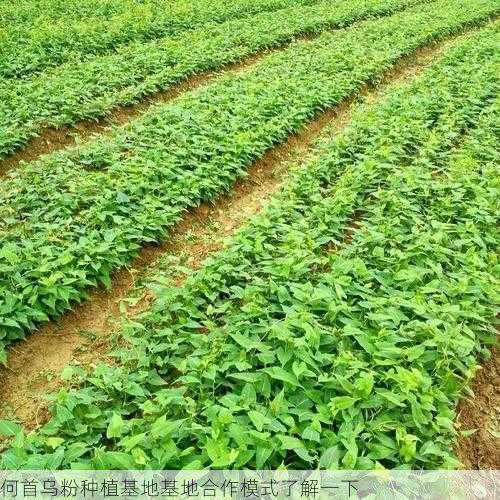 何首乌粉种植基地基地合作模式了解一下第1张-蔬菜基地绿色种植产业带 何首乌粉种植基地基地合作模式了解一下