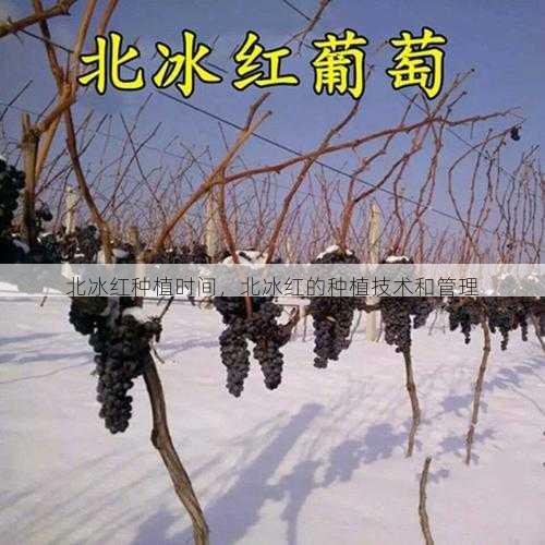 北冰红种植时间,北冰红的种植技术和管理第1张-蔬菜基地绿色种植产业带 北冰红种植时间,北冰红的种植技术和管理