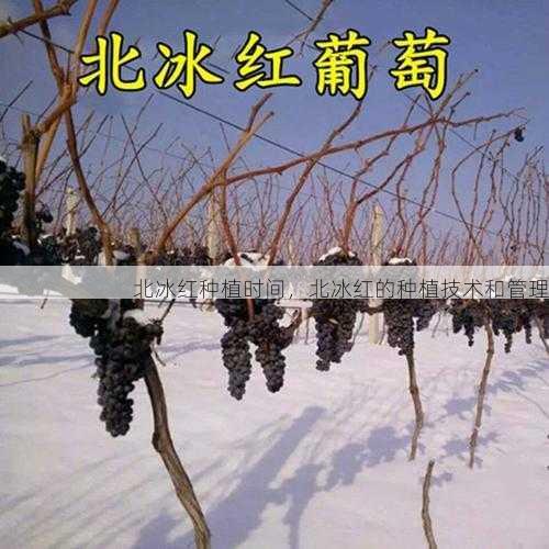 北冰红种植时间,北冰红的种植技术和管理第2张-蔬菜基地绿色种植产业带 北冰红种植时间,北冰红的种植技术和管理