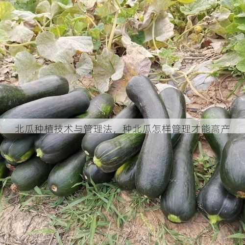 北瓜种植技术与管理法,种北瓜怎样管理才能高产第2张-蔬菜基地绿色种植产业带 北瓜种植技术与管理法,种北瓜怎样管理才能高产