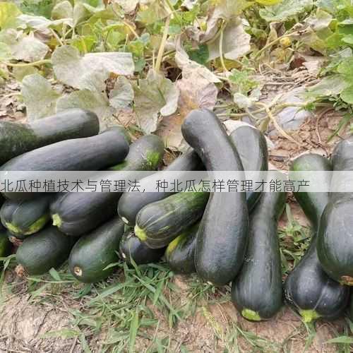 北瓜种植技术与管理法,种北瓜怎样管理才能高产第1张-蔬菜基地绿色种植产业带 北瓜种植技术与管理法,种北瓜怎样管理才能高产