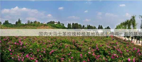 国内大马士革玫瑰种植基地有哪些值得一看的基地第1张-蔬菜基地绿色种植产业带 国内大马士革玫瑰种植基地有哪些值得一看的基地