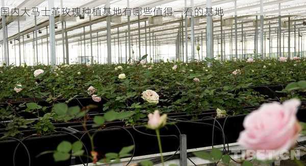 国内大马士革玫瑰种植基地有哪些值得一看的基地第2张-蔬菜基地绿色种植产业带 国内大马士革玫瑰种植基地有哪些值得一看的基地