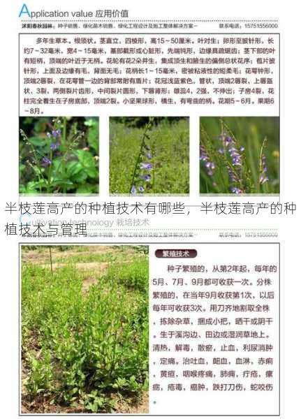 半枝莲高产的种植技术有哪些,半枝莲高产的种植技术与管理第1张-蔬菜基地绿色种植产业带 半枝莲高产的种植技术有哪些,半枝莲高产的种植技术与管理