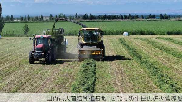 国内最大苜蓿种植基地 它能为奶牛提供多少营养餐第1张-蔬菜基地绿色种植产业带 国内最大苜蓿种植基地 它能为奶牛提供多少营养餐