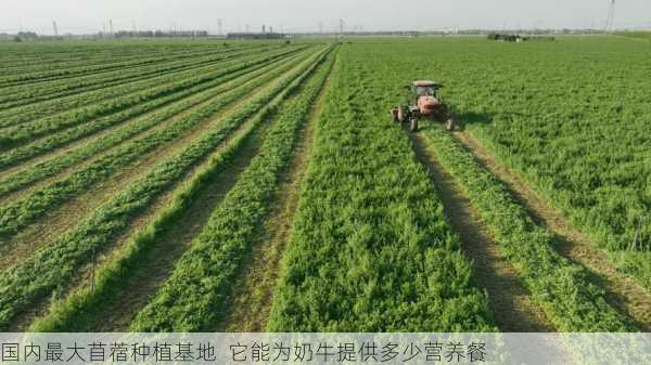 国内最大苜蓿种植基地 它能为奶牛提供多少营养餐第2张-蔬菜基地绿色种植产业带 国内最大苜蓿种植基地 它能为奶牛提供多少营养餐