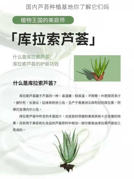 国内芦荟种植基地你了解它们吗第2张-蔬菜基地绿色种植产业带 国内芦荟种植基地你了解它们吗