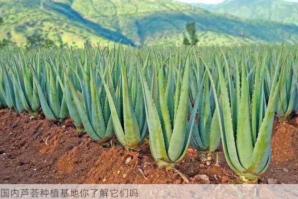 国内芦荟种植基地你了解它们吗第1张-蔬菜基地绿色种植产业带 国内芦荟种植基地你了解它们吗