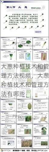 大葱种植技术和管理方法视频,大葱种植技术和管理方法有哪些第2张-蔬菜基地绿色种植产业带 大葱种植技术和管理方法视频,大葱种植技术和管理方法有哪些