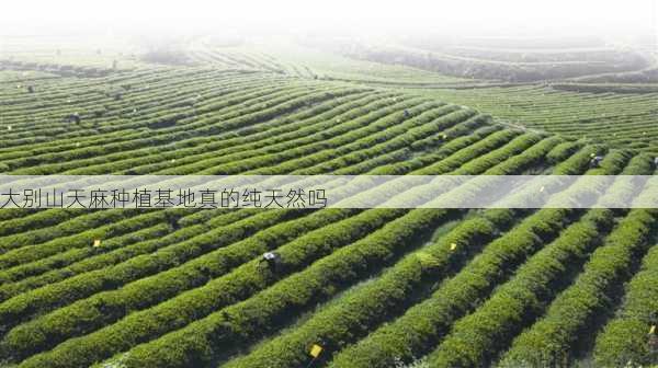 大别山天麻种植基地真的纯天然吗第1张-蔬菜基地绿色种植产业带 大别山天麻种植基地真的纯天然吗