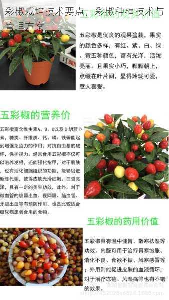 彩椒栽培技术要点,彩椒种植技术与管理方案第1张-蔬菜基地绿色种植产业带 彩椒栽培技术要点,彩椒种植技术与管理方案