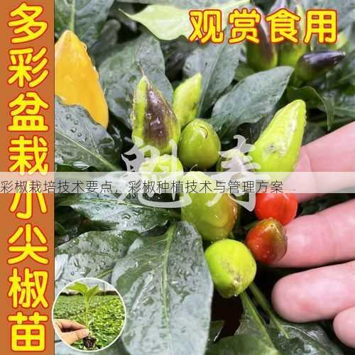 彩椒栽培技术要点,彩椒种植技术与管理方案第2张-蔬菜基地绿色种植产业带 彩椒栽培技术要点,彩椒种植技术与管理方案