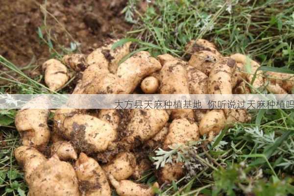 大方县天麻种植基地 你听说过天麻种植吗第2张-蔬菜基地绿色种植产业带 大方县天麻种植基地 你听说过天麻种植吗