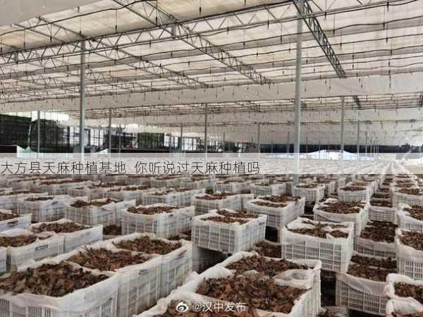 大方县天麻种植基地 你听说过天麻种植吗第1张-蔬菜基地绿色种植产业带 大方县天麻种植基地 你听说过天麻种植吗