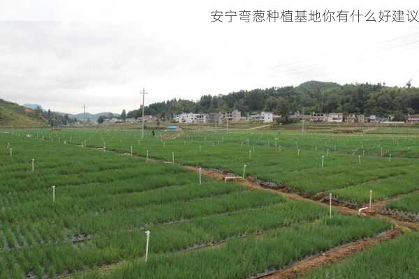 安宁弯葱种植基地你有什么好建议第2张-蔬菜基地绿色种植产业带 安宁弯葱种植基地你有什么好建议