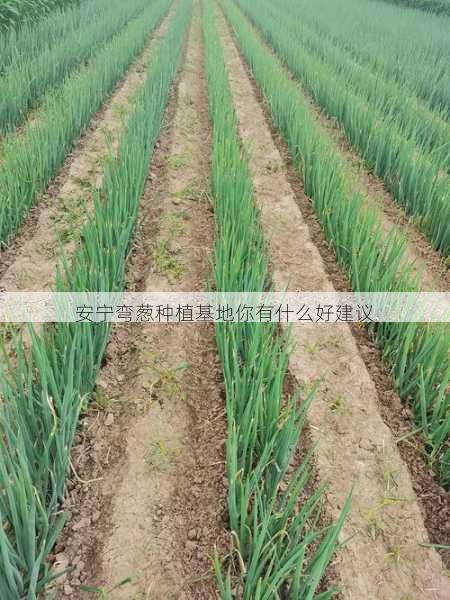 安宁弯葱种植基地你有什么好建议第1张-蔬菜基地绿色种植产业带 安宁弯葱种植基地你有什么好建议