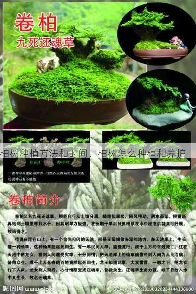 柏树种植方法和时间,柏树怎么种植和养护第1张-蔬菜基地绿色种植产业带 柏树种植方法和时间,柏树怎么种植和养护