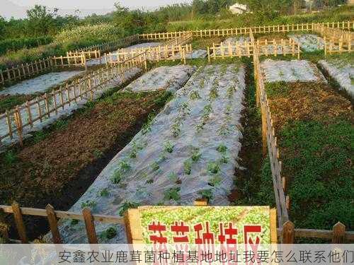 安鑫农业鹿茸菌种植基地地址我要怎么联系他们第1张-蔬菜基地绿色种植产业带 安鑫农业鹿茸菌种植基地地址我要怎么联系他们