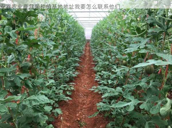 安鑫农业鹿茸菌种植基地地址我要怎么联系他们第2张-蔬菜基地绿色种植产业带 安鑫农业鹿茸菌种植基地地址我要怎么联系他们