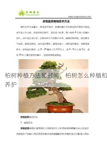柏树种植方法和时间,柏树怎么种植和养护第2张-蔬菜基地绿色种植产业带 柏树种植方法和时间,柏树怎么种植和养护