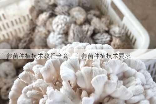 白参菌种植技术教程全套,白参菌种植技术要求第1张-蔬菜基地绿色种植产业带 白参菌种植技术教程全套,白参菌种植技术要求