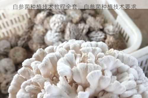白参菌种植技术教程全套,白参菌种植技术要求第2张-蔬菜基地绿色种植产业带 白参菌种植技术教程全套,白参菌种植技术要求
