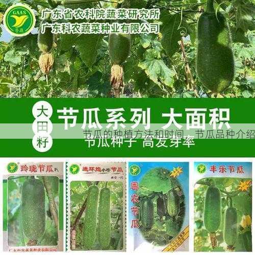 节瓜的种植方法和时间,节瓜品种介绍第2张-蔬菜基地绿色种植产业带 节瓜的种植方法和时间,节瓜品种介绍