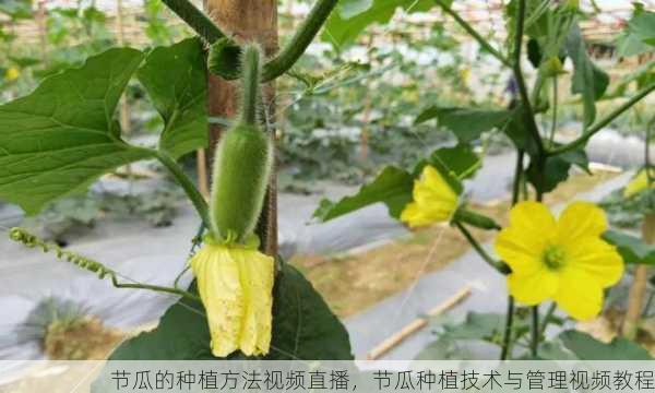 节瓜的种植方法视频直播,节瓜种植技术与管理视频教程第1张-蔬菜基地绿色种植产业带 节瓜的种植方法视频直播,节瓜种植技术与管理视频教程