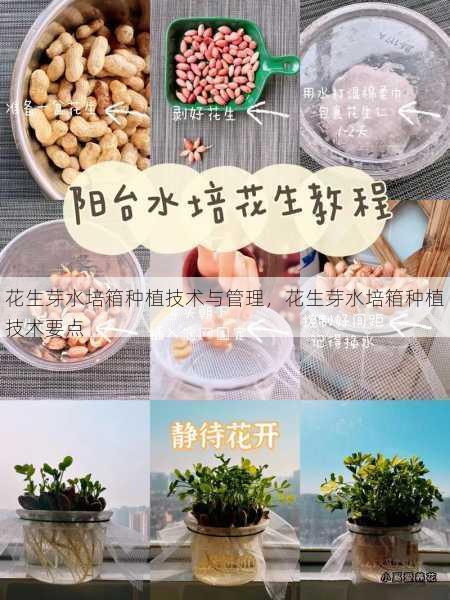 花生芽水培箱种植技术与管理,花生芽水培箱种植技术要点第2张-蔬菜基地绿色种植产业带 花生芽水培箱种植技术与管理,花生芽水培箱种植技术要点
