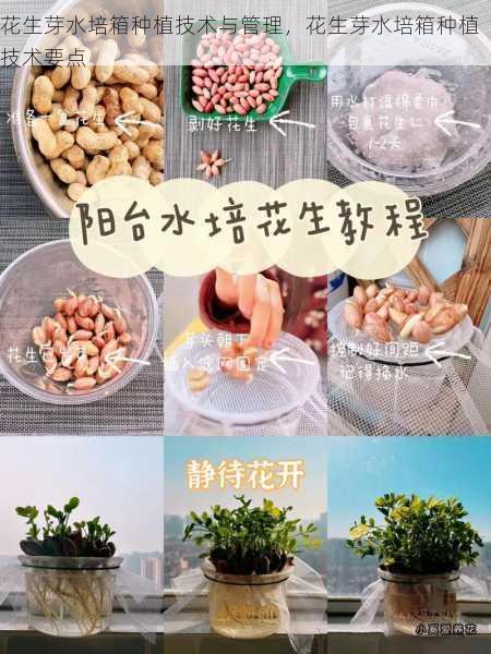 花生芽水培箱种植技术与管理,花生芽水培箱种植技术要点第1张-蔬菜基地绿色种植产业带 花生芽水培箱种植技术与管理,花生芽水培箱种植技术要点