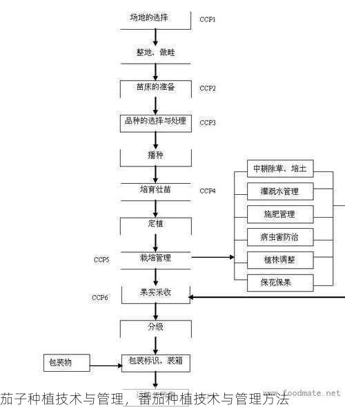 茄子种植技术与管理,番茄种植技术与管理方法第1张-蔬菜基地绿色种植产业带 茄子种植技术与管理,番茄种植技术与管理方法