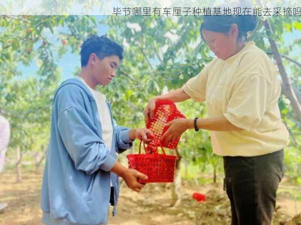 毕节哪里有车厘子种植基地现在能去采摘吗第1张-蔬菜基地绿色种植产业带