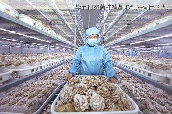 毕节白参菌种植基地到底有什么优势第2张-蔬菜基地绿色种植产业带 毕节白参菌种植基地到底有什么优势