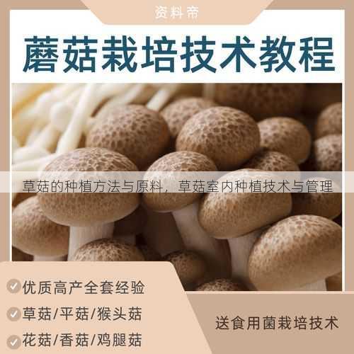草菇的种植方法与原料,草菇室内种植技术与管理第2张-蔬菜基地绿色种植产业带 草菇的种植方法与原料,草菇室内种植技术与管理