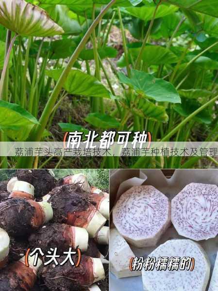 荔浦芋头高产栽培技术,荔浦芋种植技术及管理第2张-蔬菜基地绿色种植产业带 荔浦芋头高产栽培技术,荔浦芋种植技术及管理