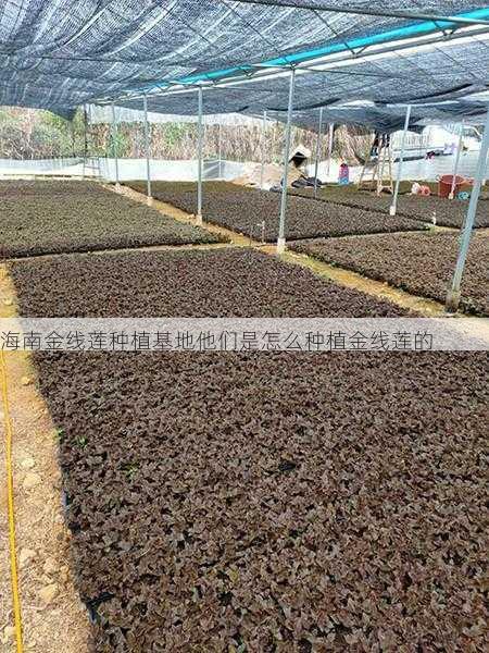 海南金线莲种植基地他们是怎么种植金线莲的第1张-蔬菜基地绿色种植产业带 海南金线莲种植基地他们是怎么种植金线莲的