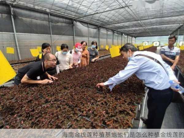 海南金线莲种植基地他们是怎么种植金线莲的第2张-蔬菜基地绿色种植产业带 海南金线莲种植基地他们是怎么种植金线莲的