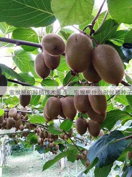 蜜猴桃的种植技术要点,蜜猴桃什么时候播种子第1张-蔬菜基地绿色种植产业带 蜜猴桃的种植技术要点,蜜猴桃什么时候播种子