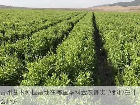 贵州苍术种植基地在哪里华科金农御贵草都种在什么地方第1张-蔬菜基地绿色种植产业带 贵州苍术种植基地在哪里华科金农御贵草都种在什么地方