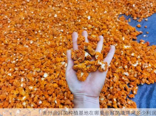 贵州金耳菌种植基地在哪里金耳菌能带来多少利润第2张-蔬菜基地绿色种植产业带 贵州金耳菌种植基地在哪里金耳菌能带来多少利润