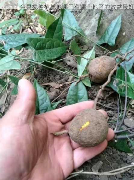 金果榄种植基地哪里有哪个地区的效益最好第1张-蔬菜基地绿色种植产业带 金果榄种植基地哪里有哪个地区的效益最好