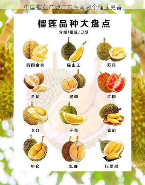 中国榴莲产地广东海南哪个榴莲更香第2张-蔬菜基地绿色种植产业带 中国榴莲产地广东海南哪个榴莲更香