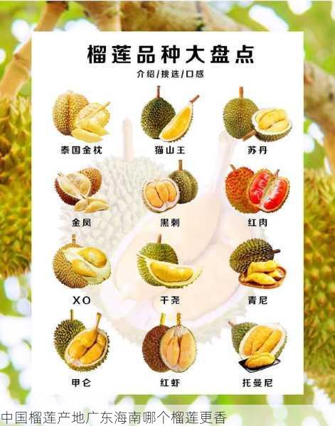 中国榴莲产地广东海南哪个榴莲更香第1张-蔬菜基地绿色种植产业带 中国榴莲产地广东海南哪个榴莲更香