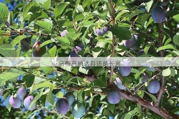 乌梅产地达县还是长兴第2张-蔬菜基地绿色种植产业带 乌梅产地达县还是长兴