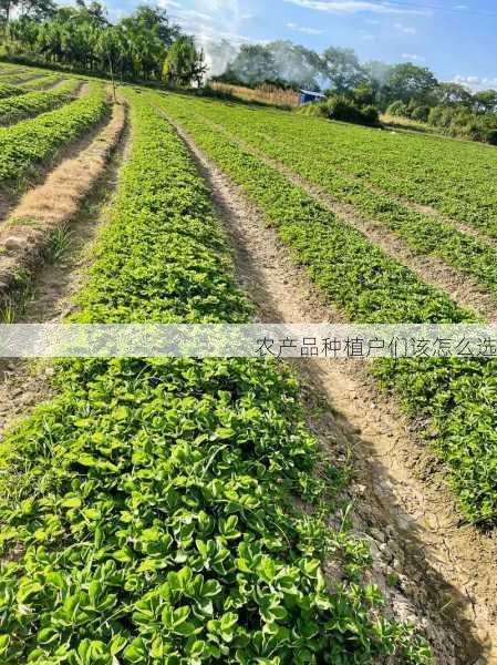 农产品种植户们该怎么选第1张-蔬菜基地绿色种植产业带 农产品种植户们该怎么选
